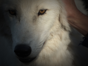 Loup dans l'ombre
