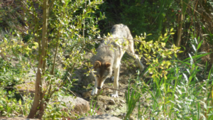 Journée du loup à la Pyramide du Loup