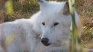 Journée du loup à la Pyramide du Loup