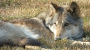 Journée du loup à la Pyramide du Loup