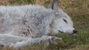 Journée du loup à la Pyramide du Loup