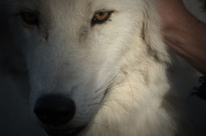 Journée du loup à la Pyramide du Loup