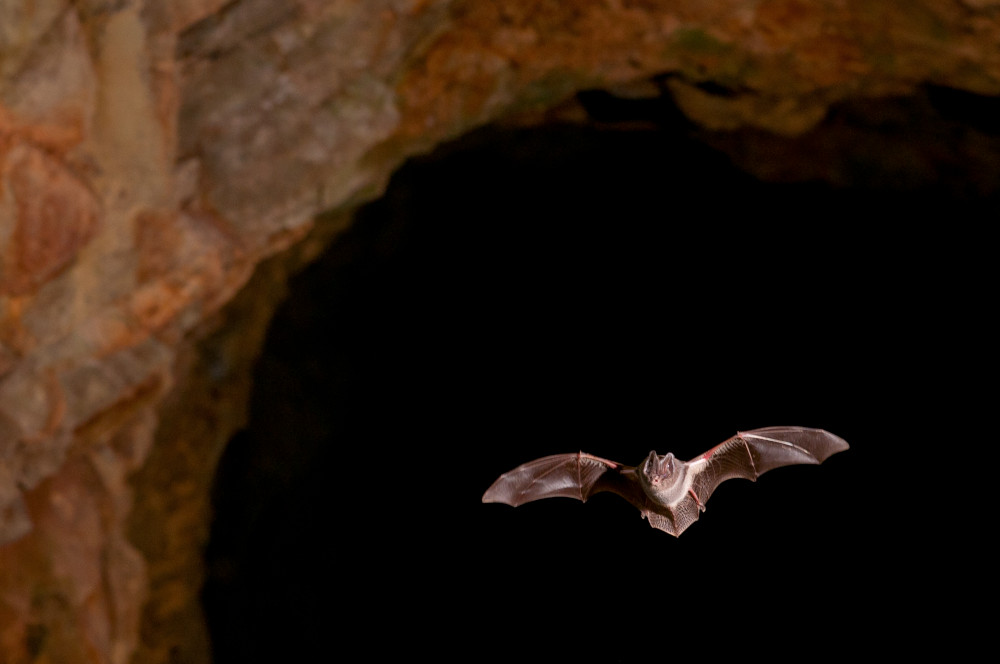 Chauves-souris à la Pyramide du Loup