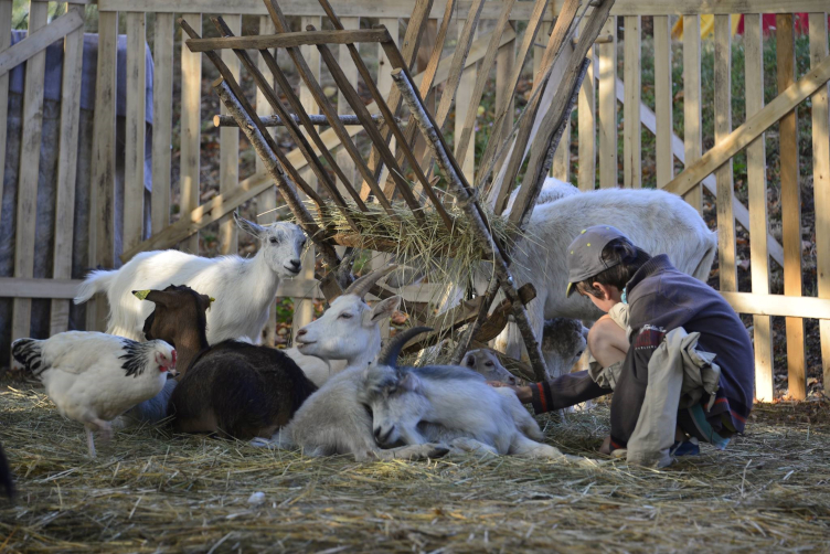 Un petit garçon et des animaux de la ferme