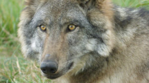 La journée du Loup à la Pyramide du Loup