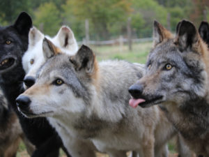 La journée du Loup à la Pyramide du Loup