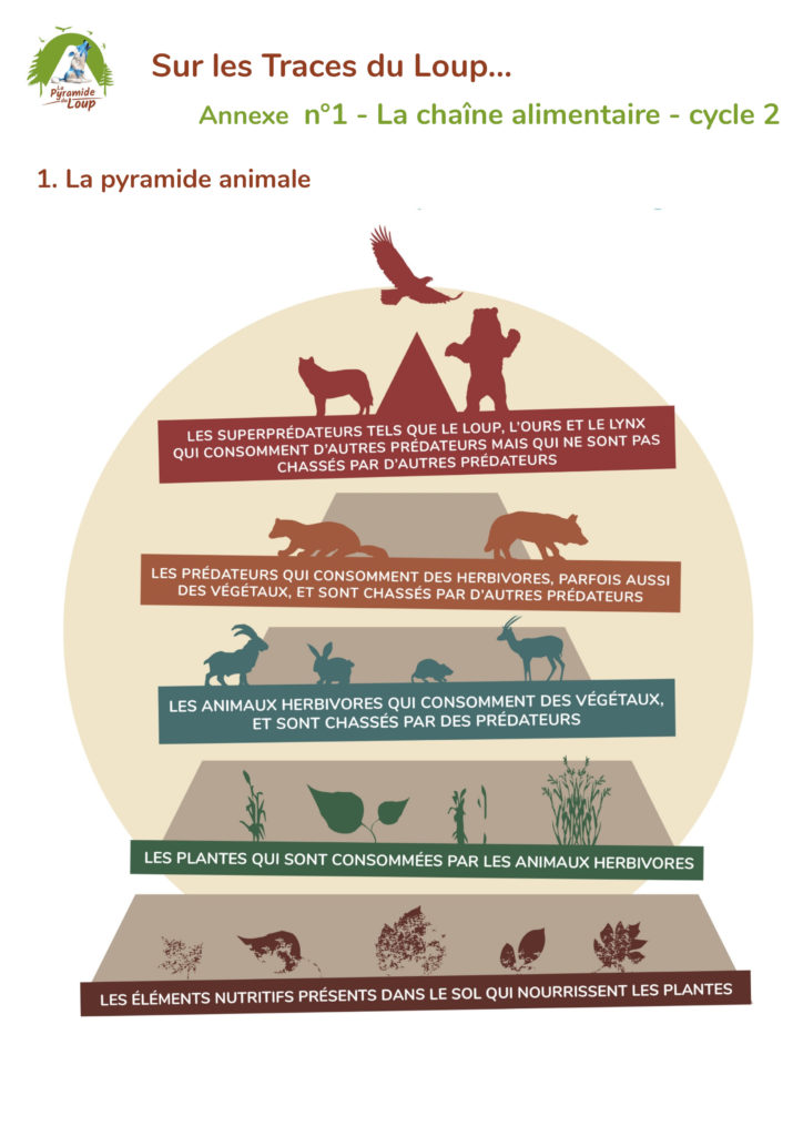 Chaîne alimentaire - Pyramide du Loup