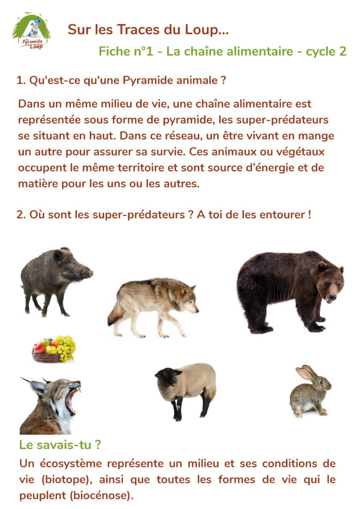 Fiche 1 - Chaîne alimentaire - Cycle 2 - Pyramide du Loup