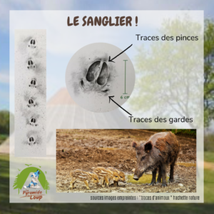 Le sanglier - Fiche pédagogique de la Pyramide du Loup