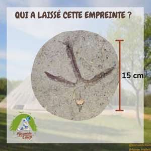 Le héron- Fiche pédagogique de la Pyramide du Loup2