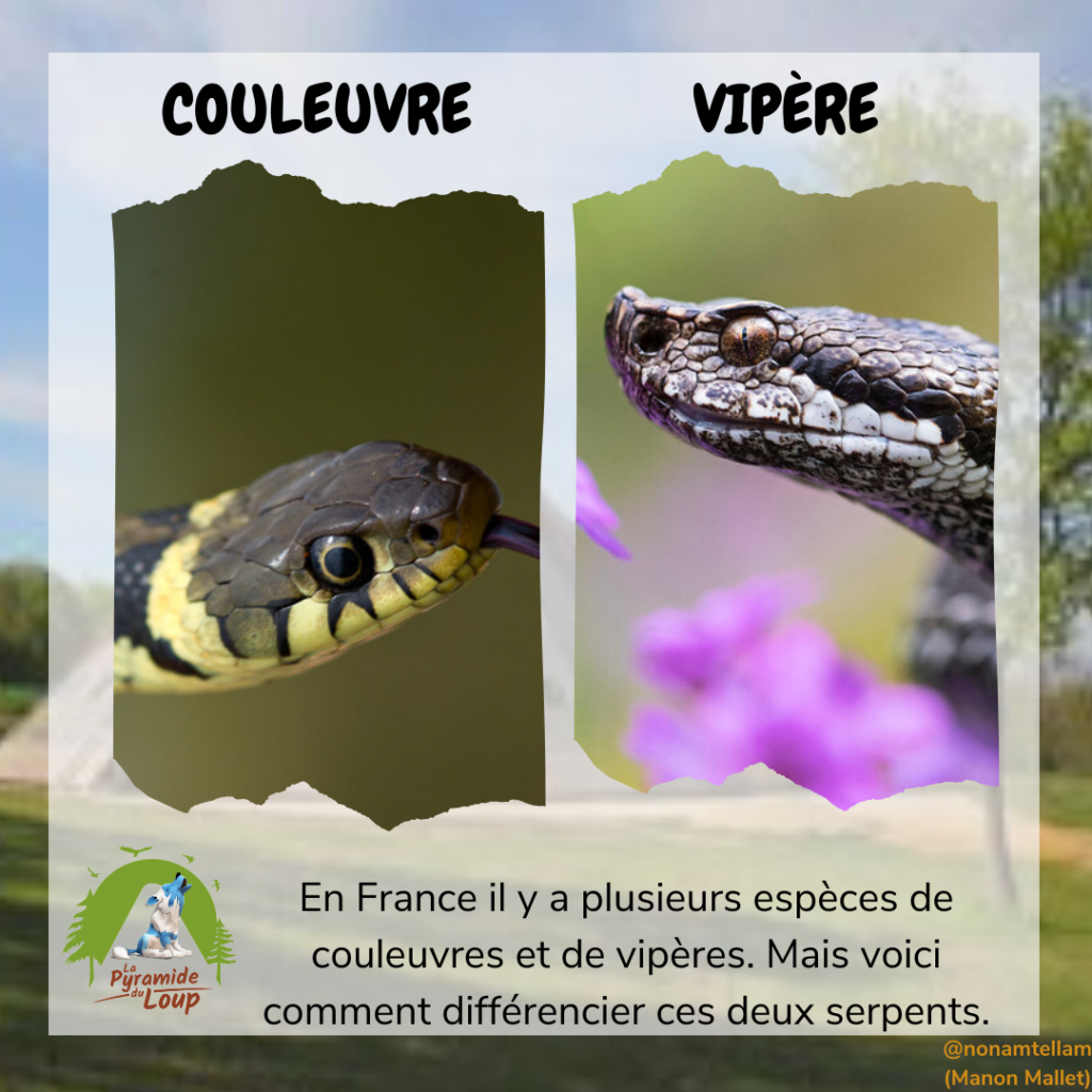 Couleuvre vs vipère - Fiche pédagogique Pyramide du Loup