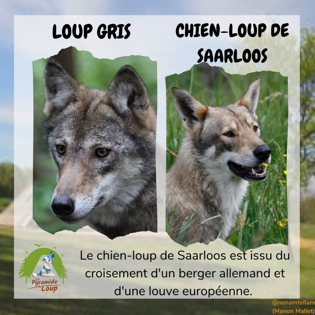Fiche pédagogique sur les différences entre loup gris et chien loup