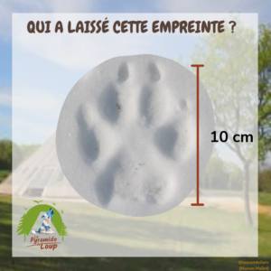 Fiche pédagogique Pyramide du Loup pour enfants10
