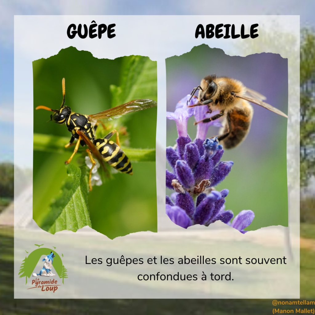 Guêpe vs Abeille - Fiche pédagogique Pyramide du Loup