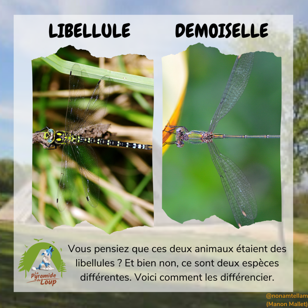 Libellule vs Demoiselle - Fiche pédagogique Pyramide du Loup
