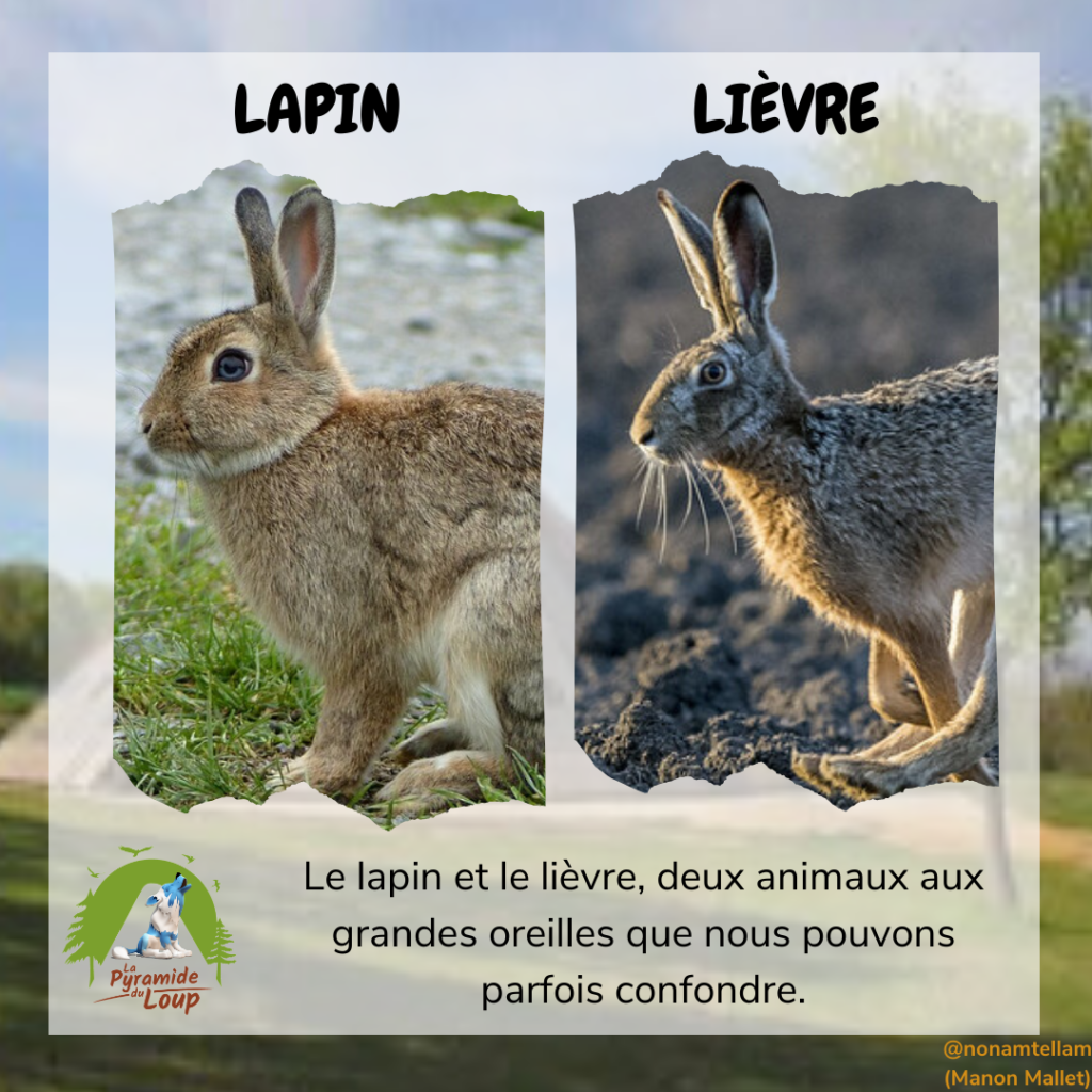 Lapin vs lièvre - Fiche pédagogique Pyramide du Loup