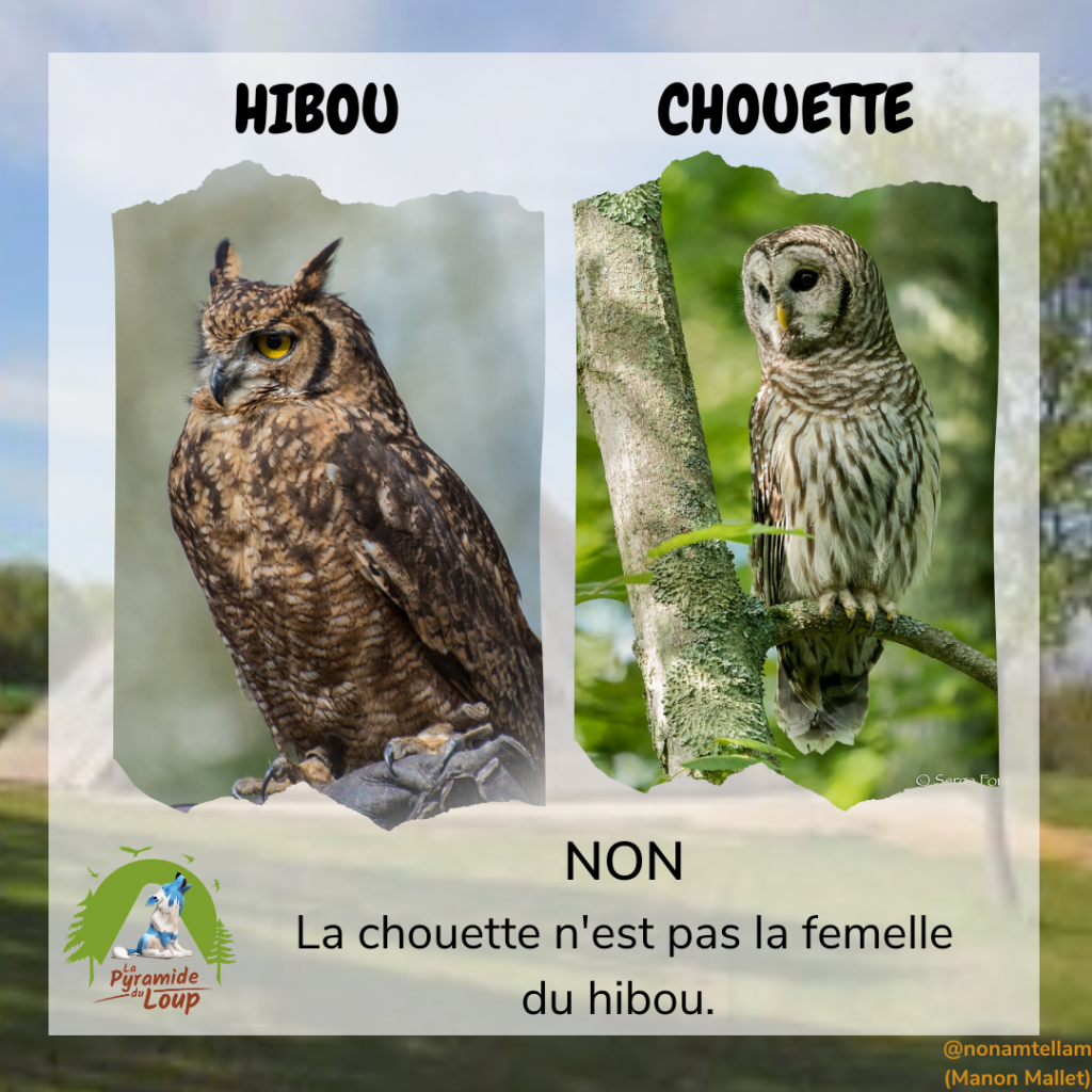 Hibou vs chouette - Fiche pédagogique Pyramide du Loup