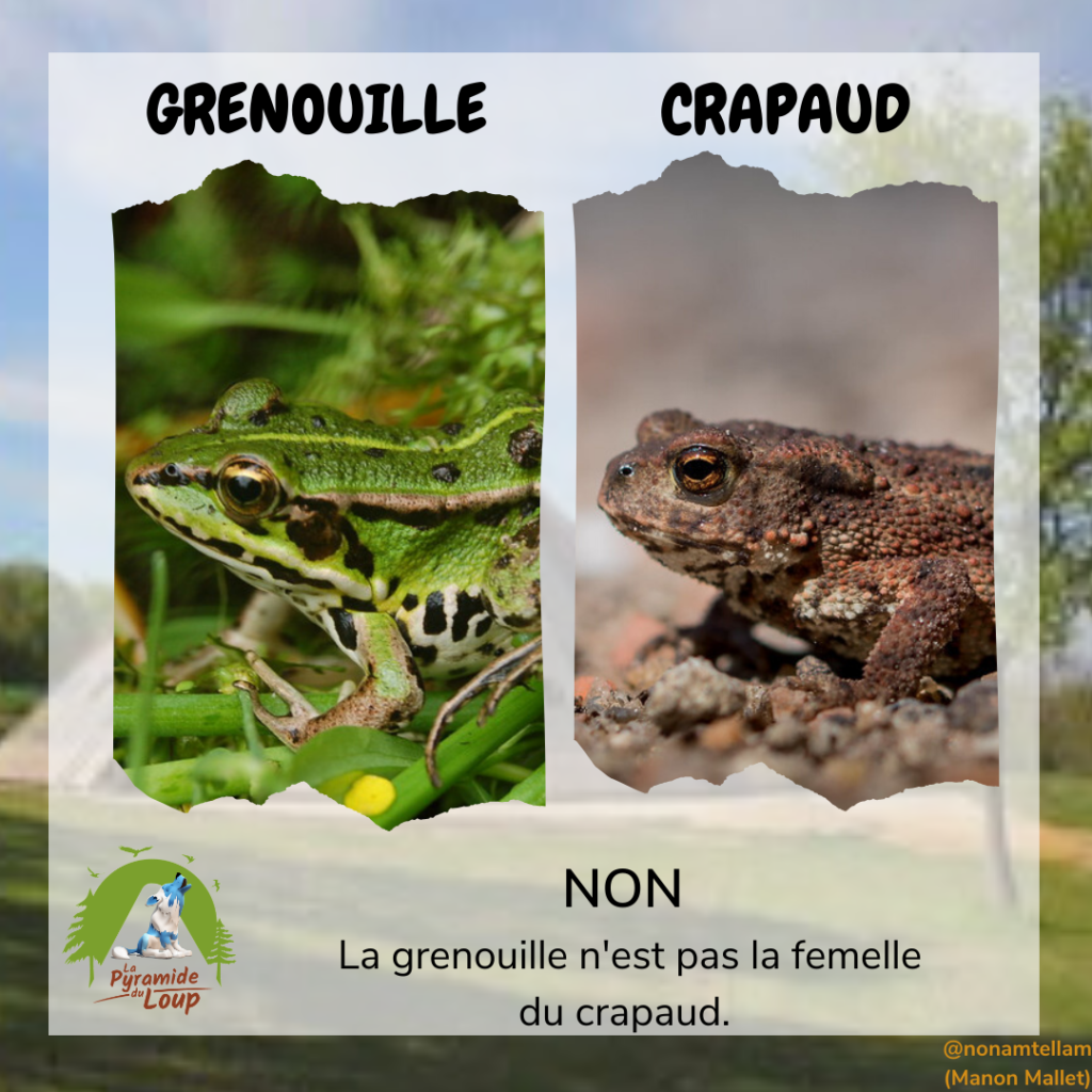 Crapaud vs Grenouille- Fiche pédagogique Pyramide du Loup