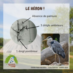 Le héron- Fiche pédagogique de la Pyramide du Loup