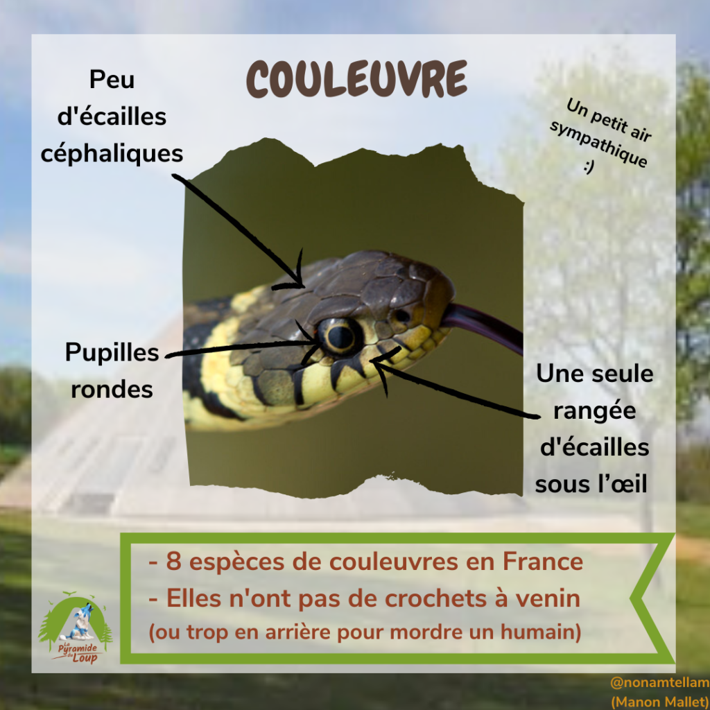 Couleuvre - Fiche pédagogique Pyramide du Loup