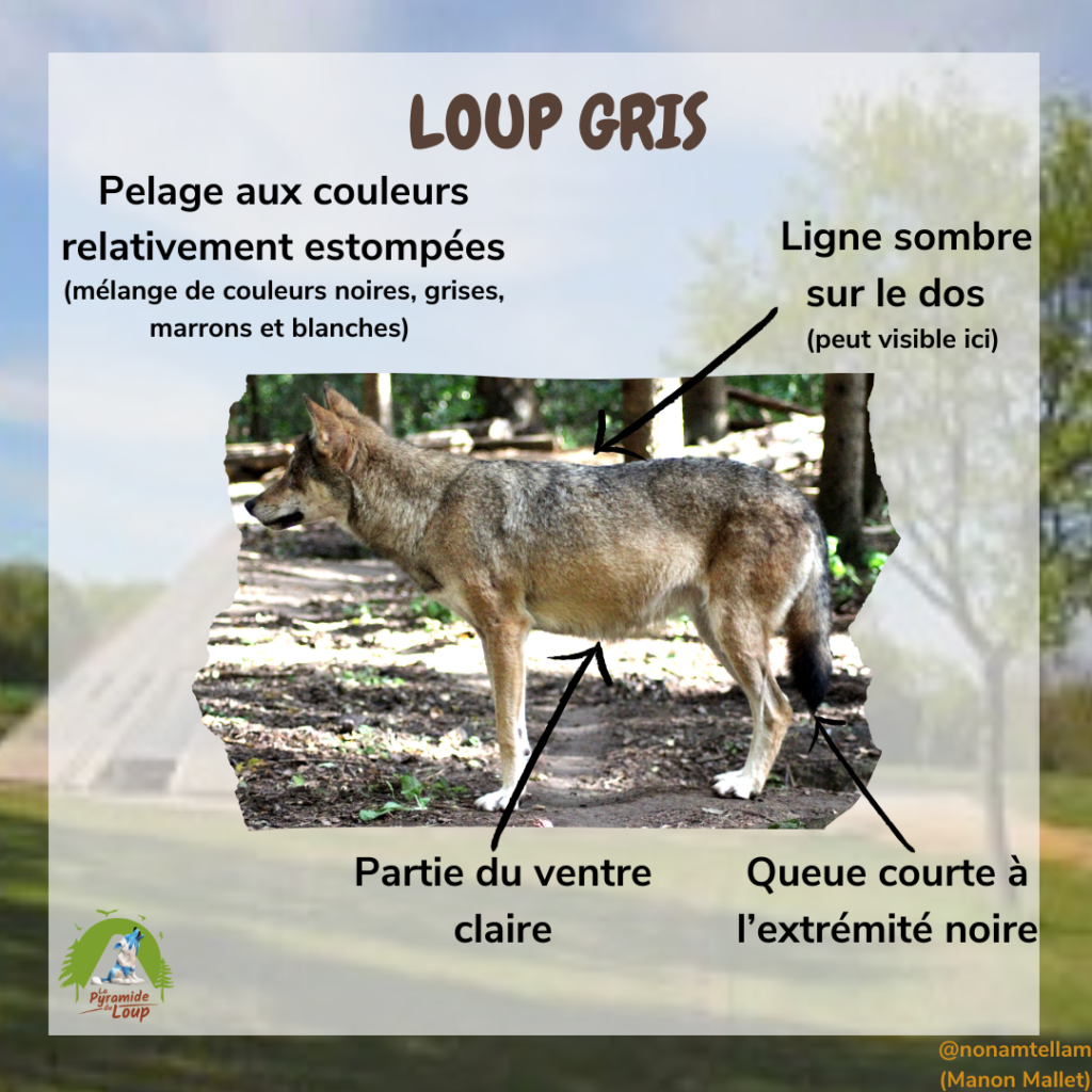 Fiche pédagogique loup gris2