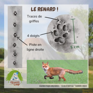 Le renard - Fiche pédagogique de la Pyramide du Loup2