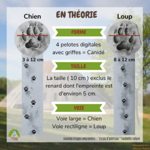 Fiche pédagogique Pyramide du Loup pour enfants9