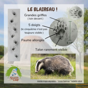Le blaireau - Fiche pédagogique de la Pyramide du Loup2