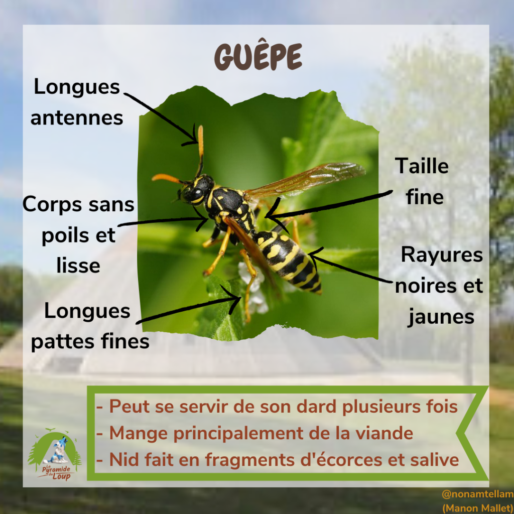 Guêpe - Fiche pédagogique Pyramide du Loup