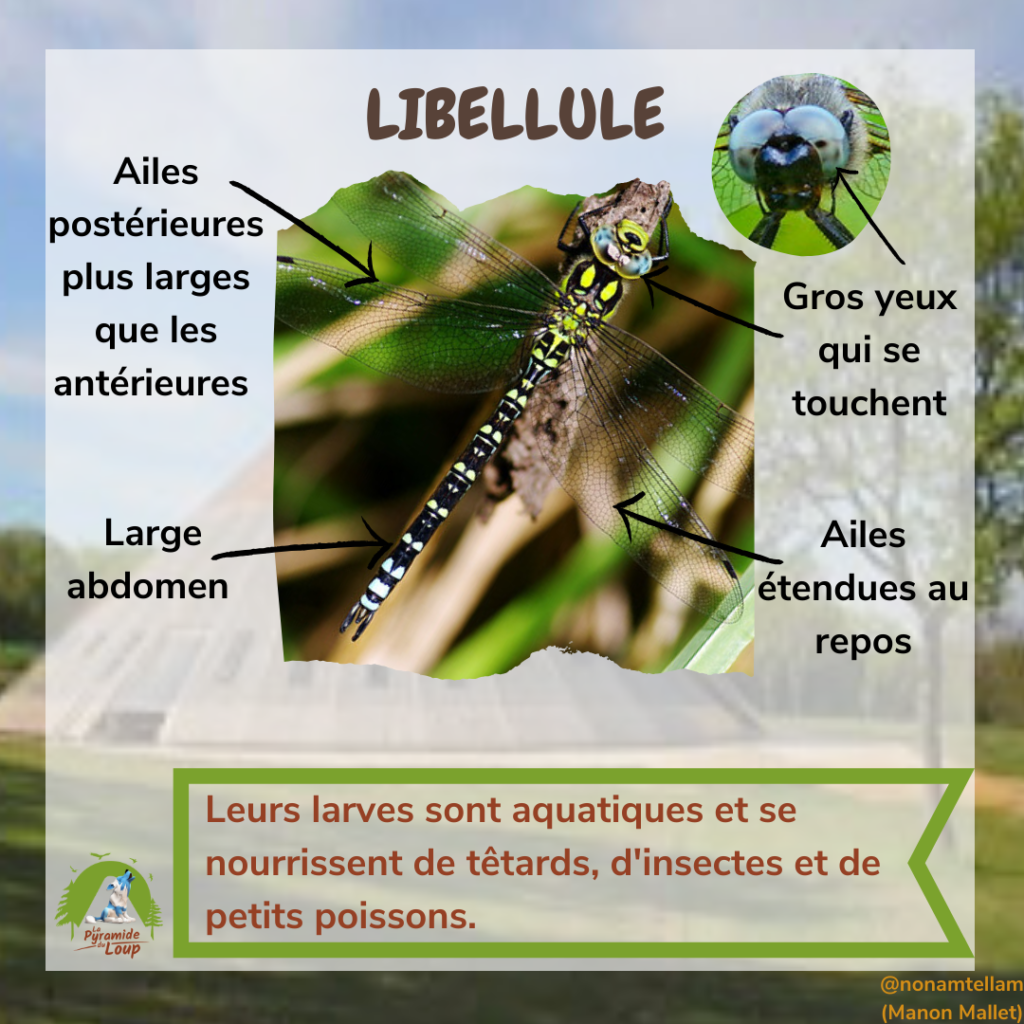 Libellule - Fiche pédagogique Pyramide du Loup