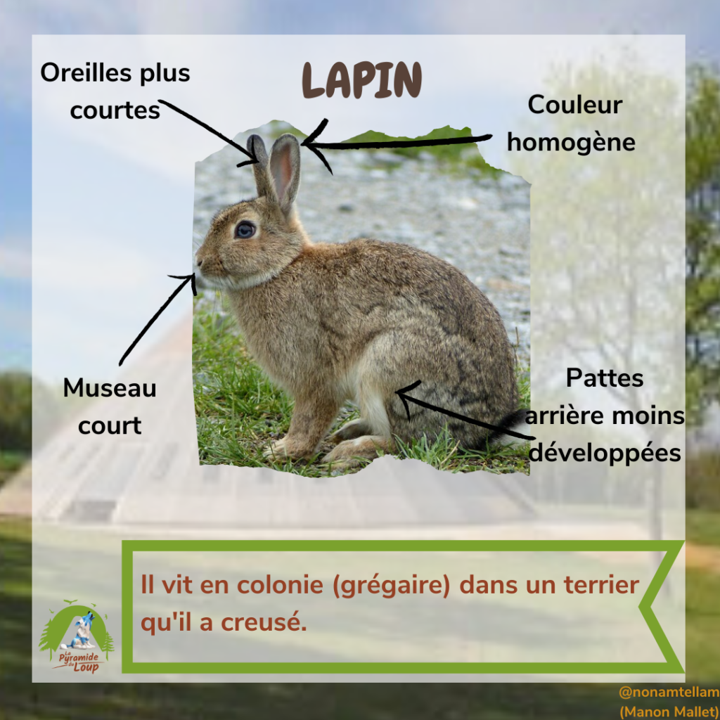Lapin - Fiche pédagogique Pyramide du Loup