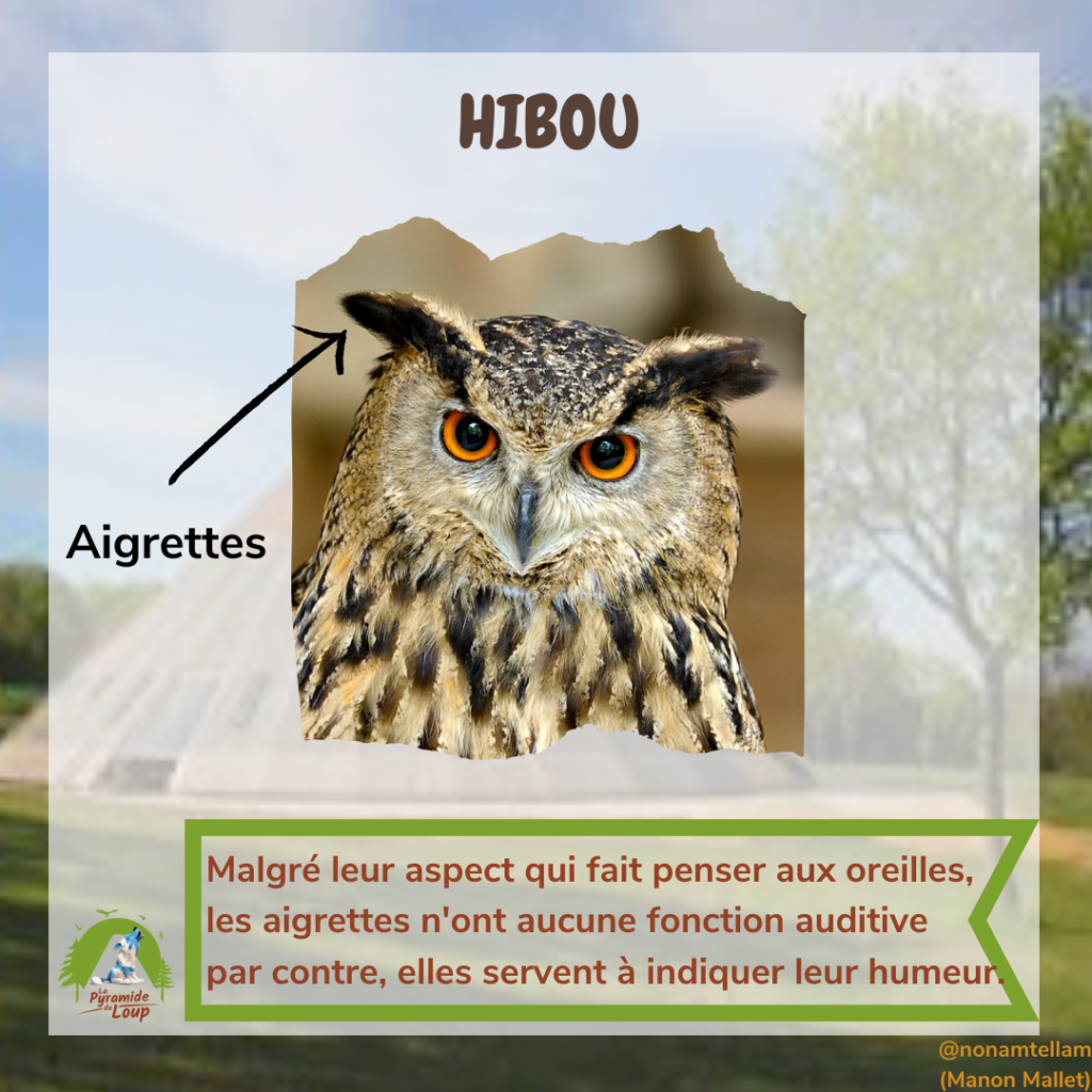 Hibou - Fiche pédagogique Pyramide du Loup