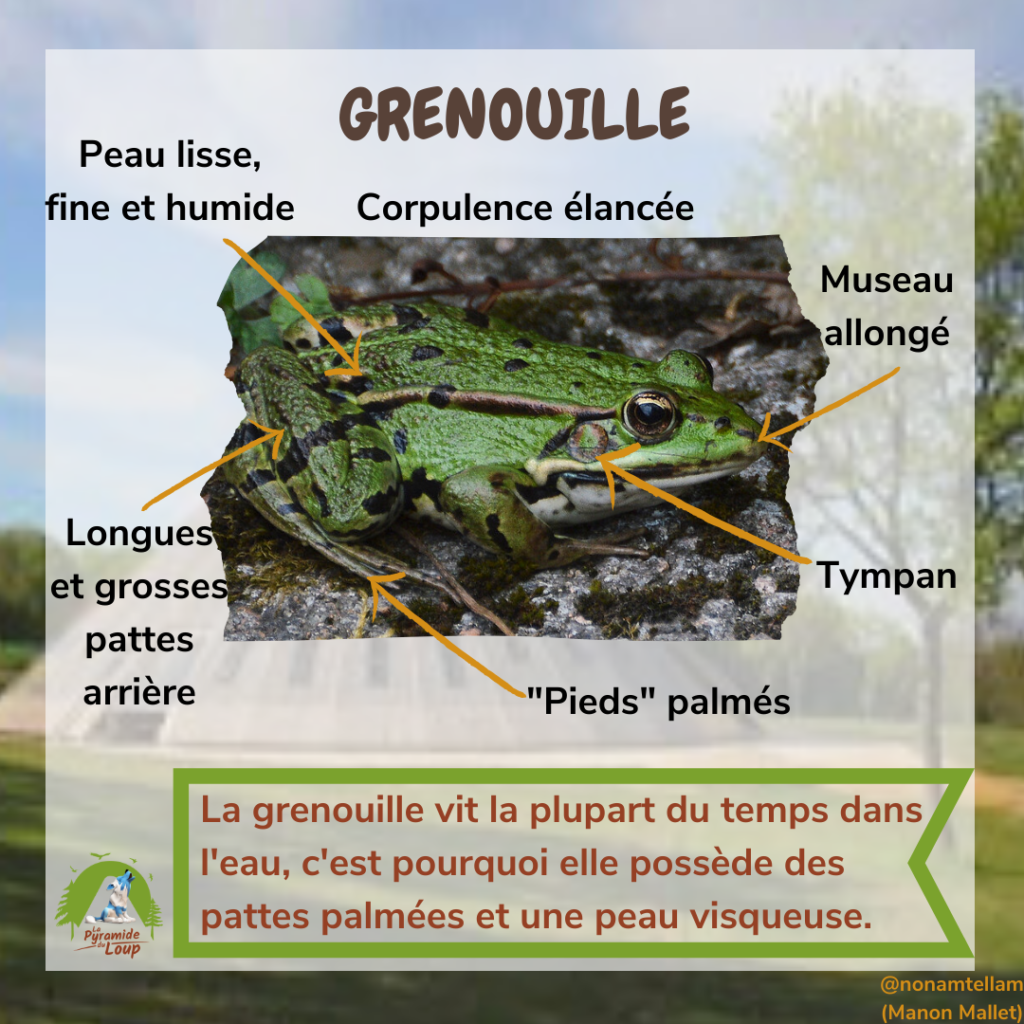 Grenouille- Fiche pédagogique Pyramide du Loup