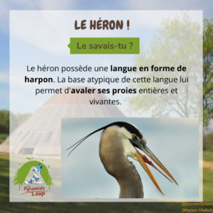 Le héron- Fiche pédagogique de la Pyramide du Loup