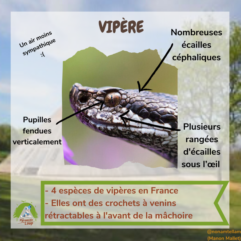 Vipère - Fiche pédagogique Pyramide du Loup