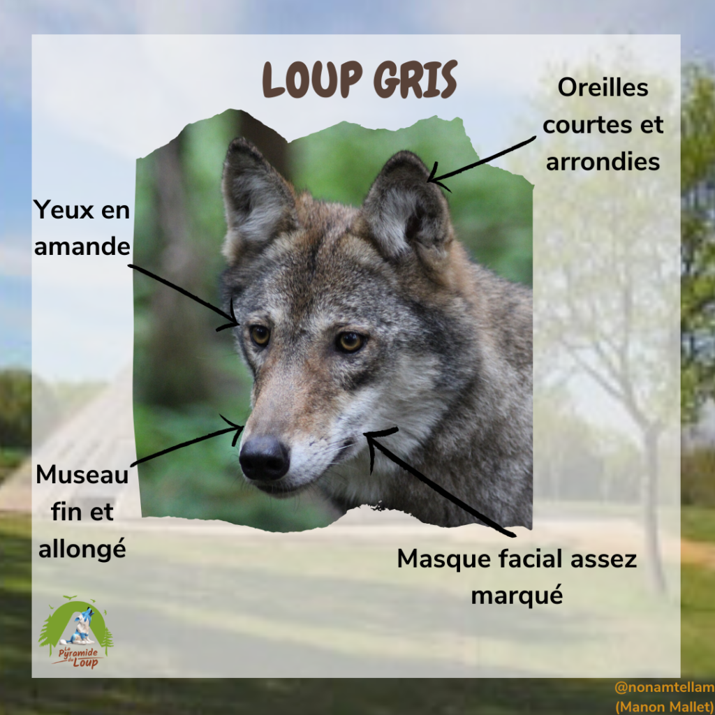 Fiche pédagogique loup gris