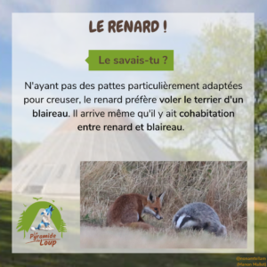 Le renard - Fiche pédagogique de la Pyramide du Loup