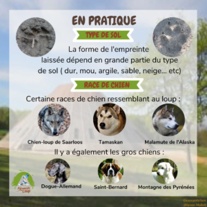 Fiche pédagogique Pyramide du Loup pour enfants8