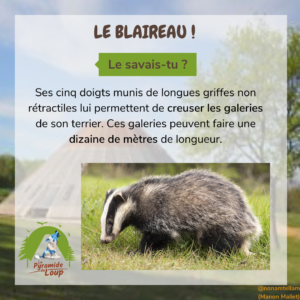 Le blaireau - Fiche pédagogique de la Pyramide du Loup