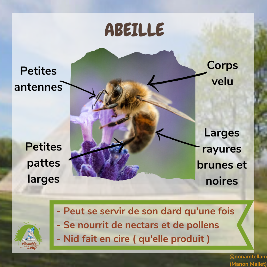 Abeille - Fiche pédagogique Pyramide du Loup