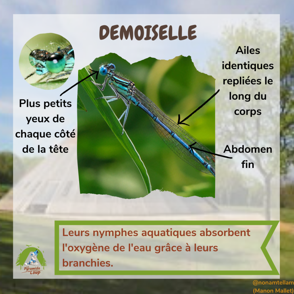 Demoiselle - Fiche pédagogique Pyramide du Loup