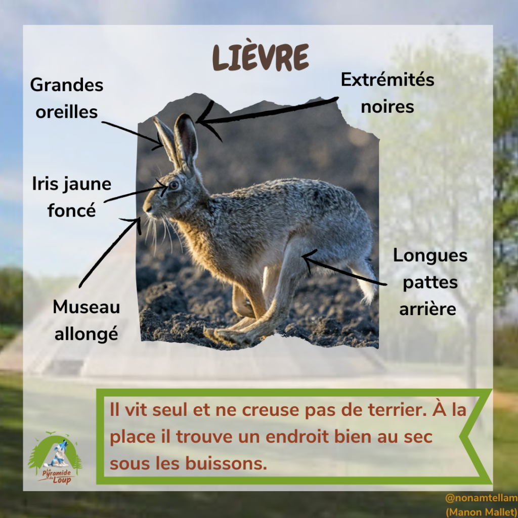 Lièvre - Fiche pédagogique Pyramide du Loup