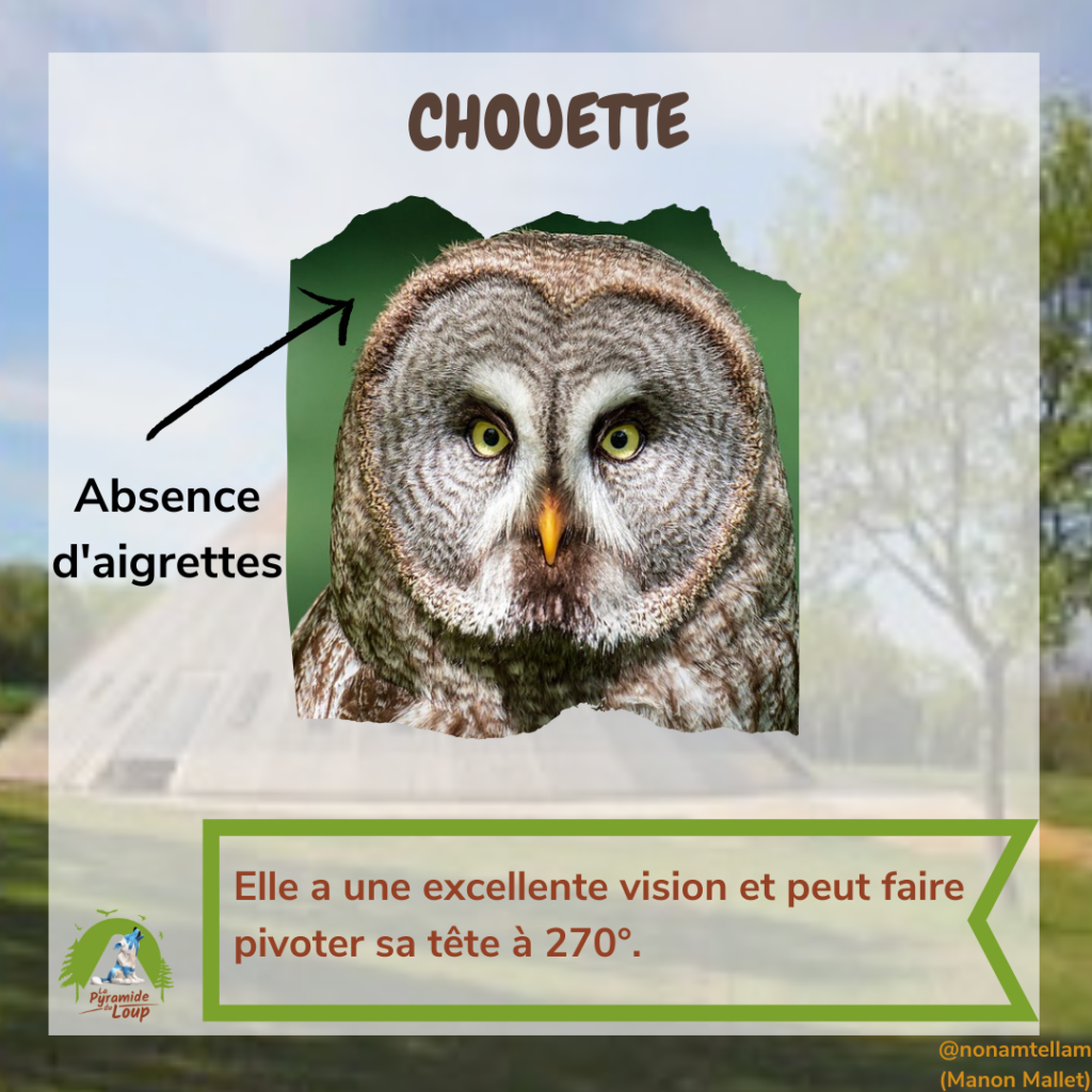 Chouette - Fiche pédagogique Pyramide du Loup