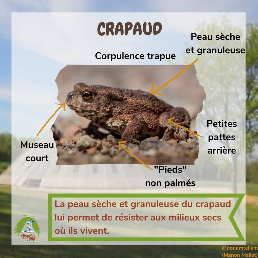Crapaud - Fiche pédagogique Pyramide du Loup