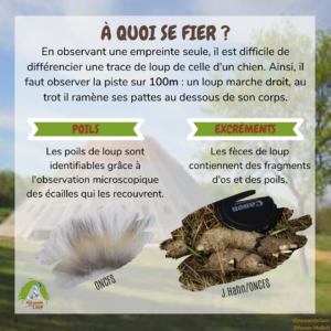 Fiche pédagogique Pyramide du Loup pour enfants7
