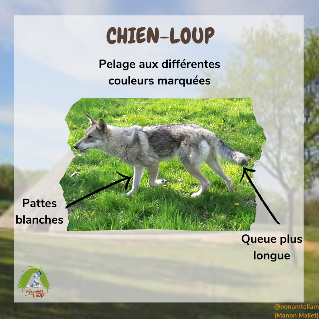 Fiche pédagogique Chien loup2