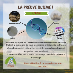 Fiche pédagogique Pyramide du Loup pour enfants6