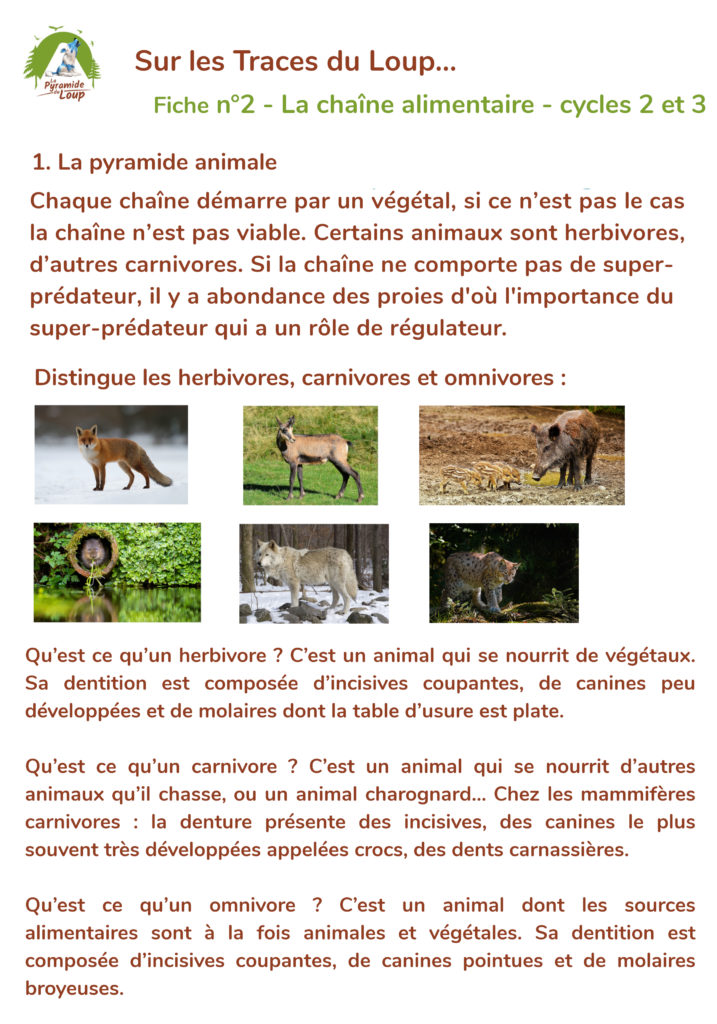 Fiche 2 - Chaîne alimentaire Cycles 2 et 3