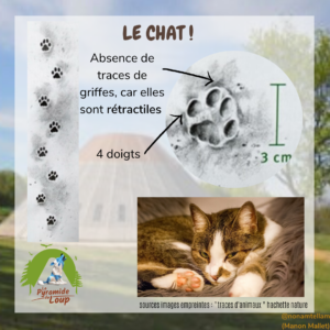 Le chat - Fiche pédagogique Pyramide du Loup pour enfants2
