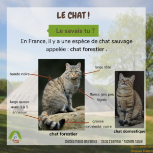 Le chat - Fiche pédagogique Pyramide du Loup pour enfants
